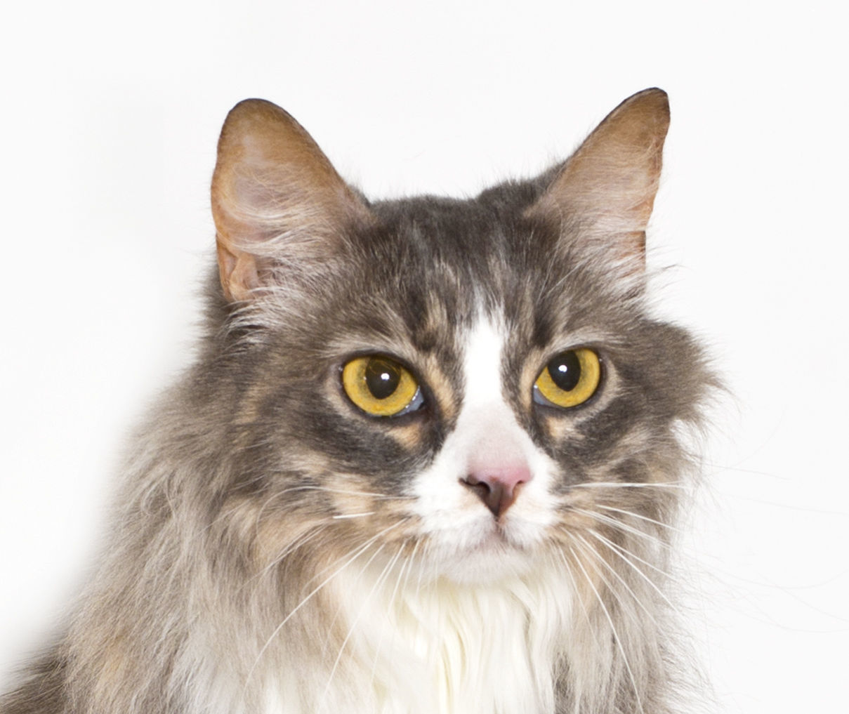 SMVHS Pet of the Week -- Boo